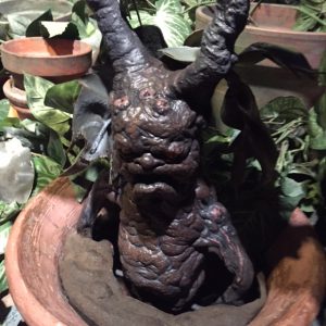 Harry Potter: Mandrake