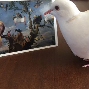 Kaart vogelconcert met duif