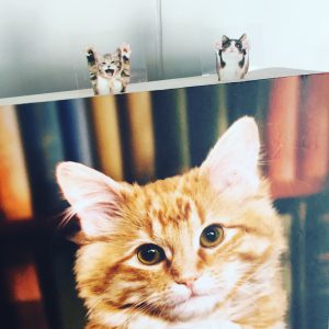 Zelfklevende katten